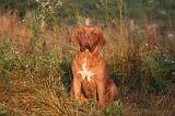 DOGUE DE BORDEAUX 357